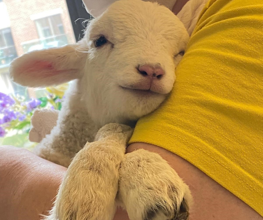 Baby lamb brings cheer and cuddles to Signature House's residents Image